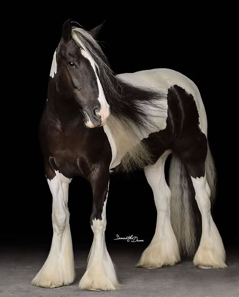 Beautiful Gypsy Vanner Horse