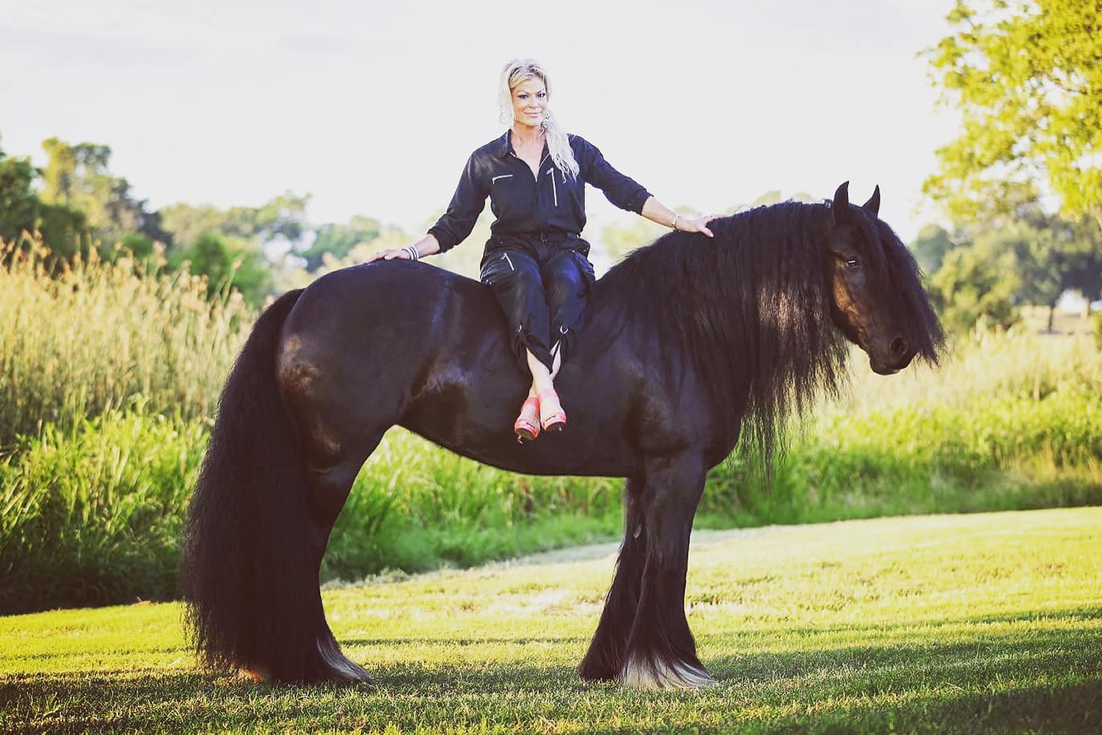 Gypsy Vanner at pasture